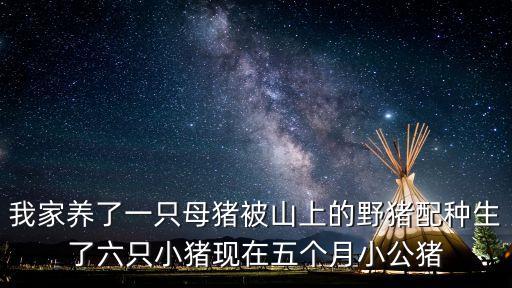 野豬行為，我家養(yǎng)了一只母豬被山上的野豬配種生了六只小豬現(xiàn)在五個(gè)月小公豬