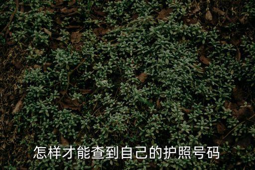 護(hù)照號(hào)怎么查，護(hù)照的號(hào)碼怎么查詢