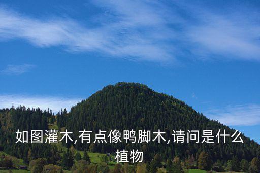 如圖灌木,有點像鴨腳木,請問是什么植物