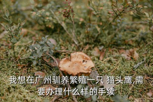 養(yǎng)貓頭鷹犯法嗎,寵物貓頭鷹多少元錢(qián)一只