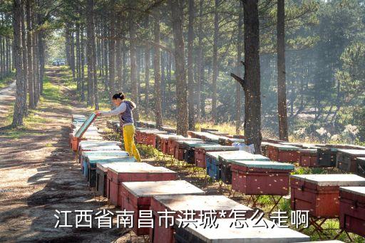 洪城*，南昌洪城*在哪