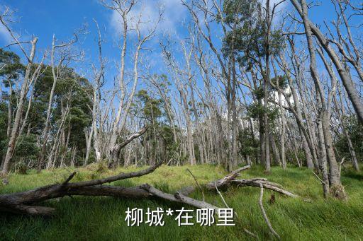 柳州*，柳城*在哪里