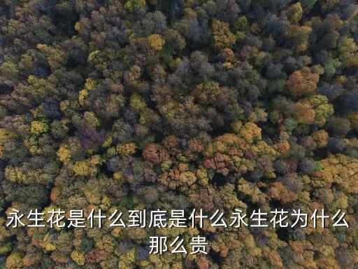 極速花