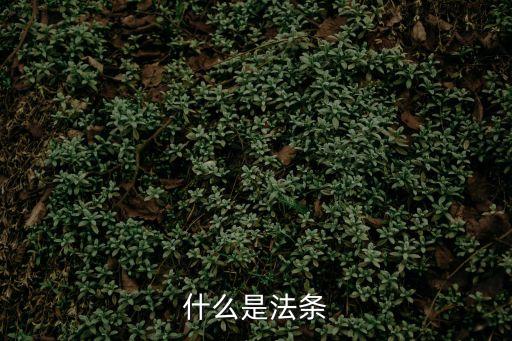什么是法條
