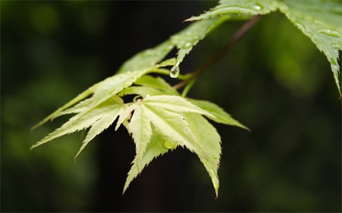 節(jié)約集約，集約節(jié)約是什么意思